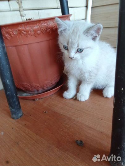 Кошки бесплатно