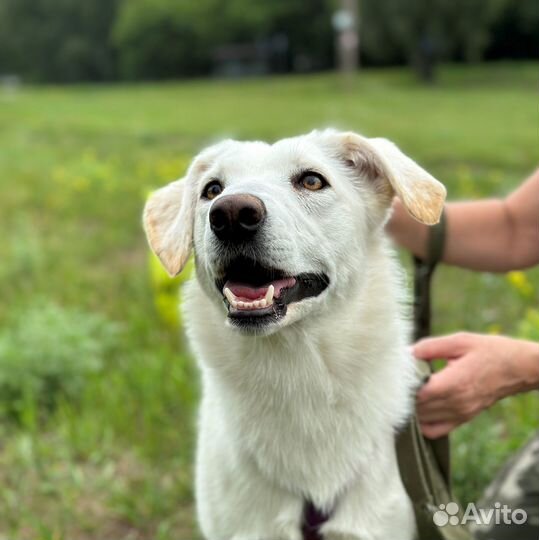 Хрупкая Кейси оказалась в приюте