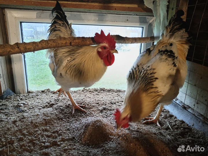 Куры петухи