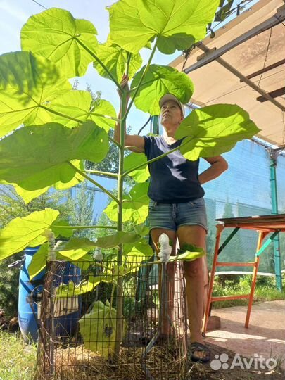 Саженцы павловния