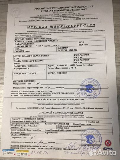 Немецкий шпиц 6 кг (вязка)