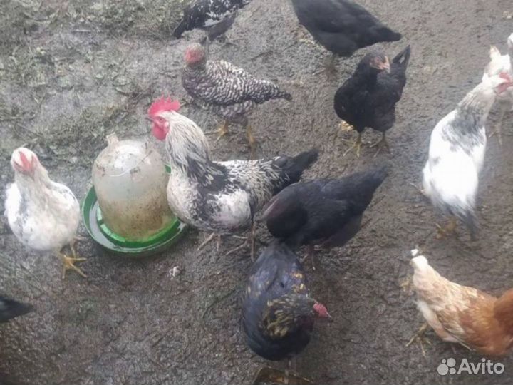 Куры-несушки
