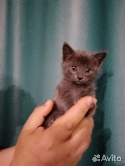 Котята в добрые руки приучены к лотку