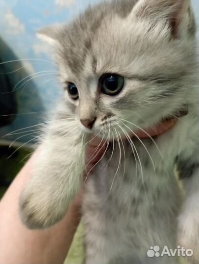 Котенок девочка