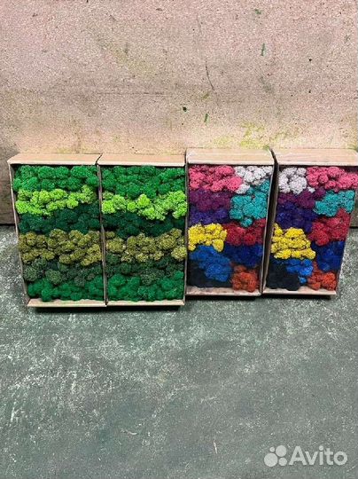 Стабилизированный мох ягель, пластовой, кочка