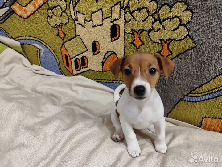 Щенки джек Рассел терьер