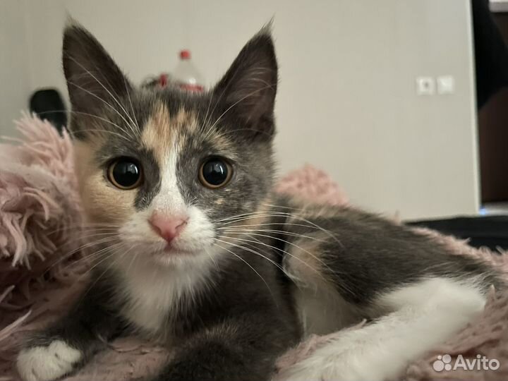 Кошка Мышка