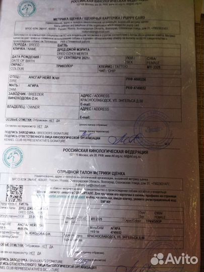 Бигль девочка