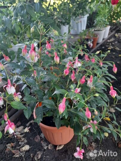 Комнатные растения фуксия