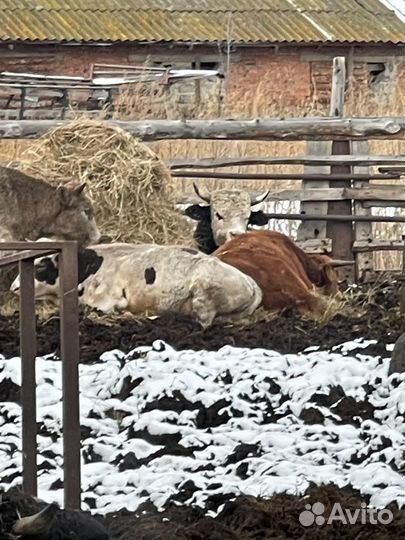 Продажа крс