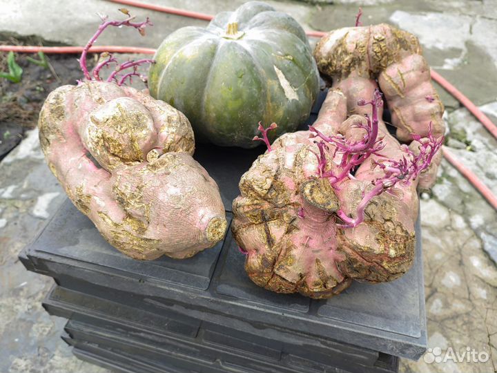 Батат Чуфа Рассада урожайных томатов