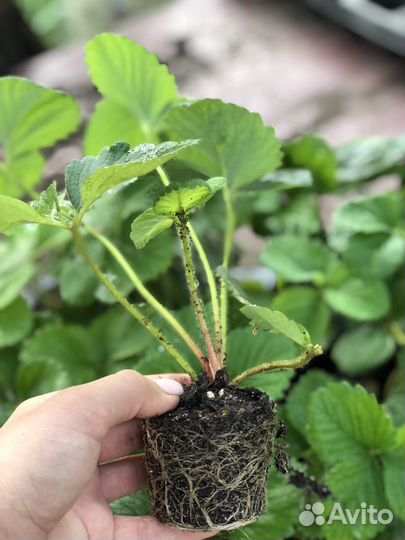 Рассада клубники