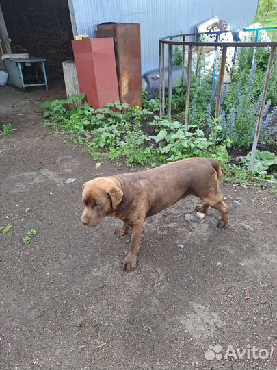 Собака в добрые руки