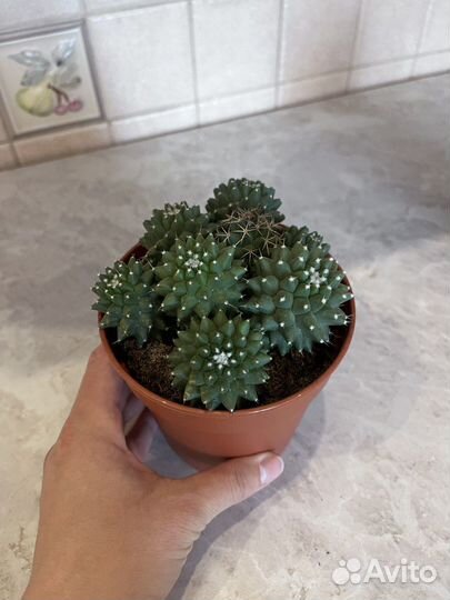 Комнатные растения кактус