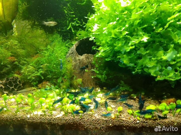 Креветки Blue Dream