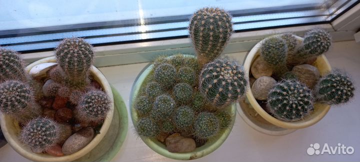 Кактусы