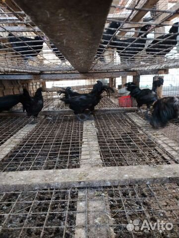 Чёрные Петухи и Куры Аям, Ухейлюй, Чернокожие