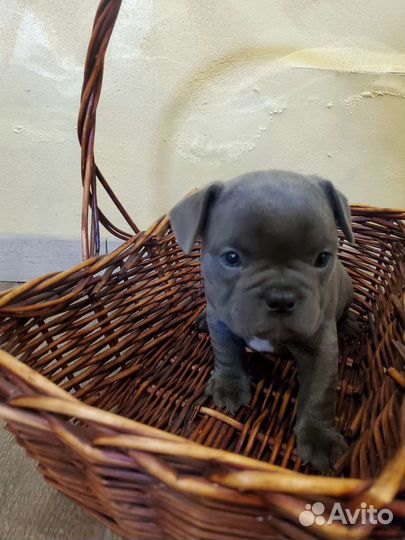 Французский бульдог