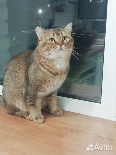 Шотландский кот вязка