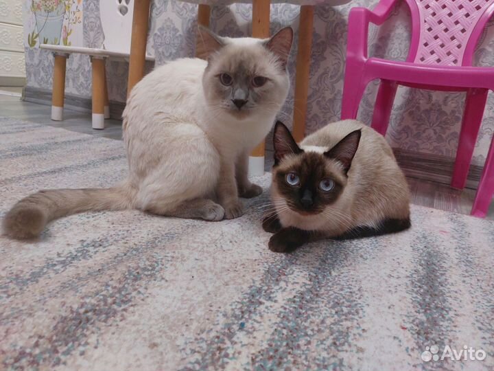 Котята сиамцы