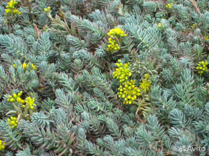 Многолетние растения 2