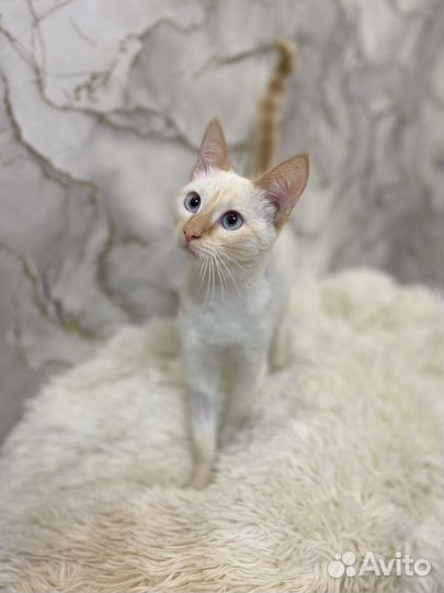 Кошечка ищет дом