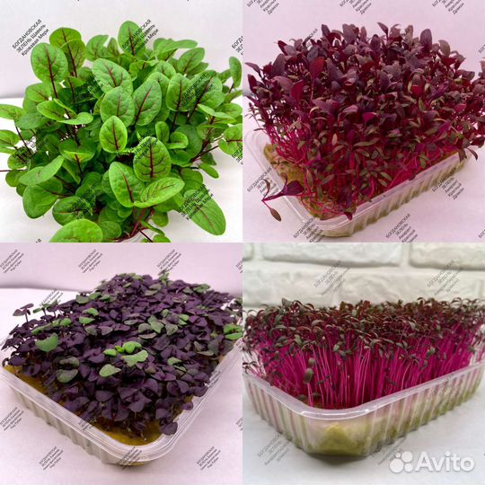 Микрозелень