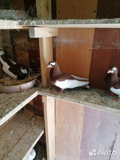 Голуби молодые