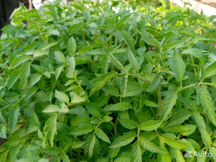 Рассада помидор,огурцов,перца,баклажан,капусты