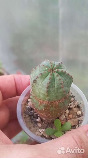 Хавортии и др