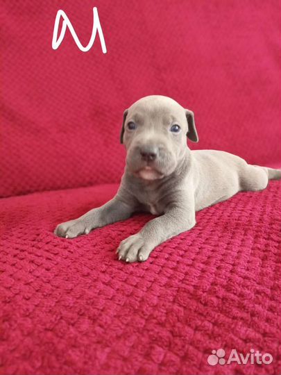 Щенки американского питбуль терьера