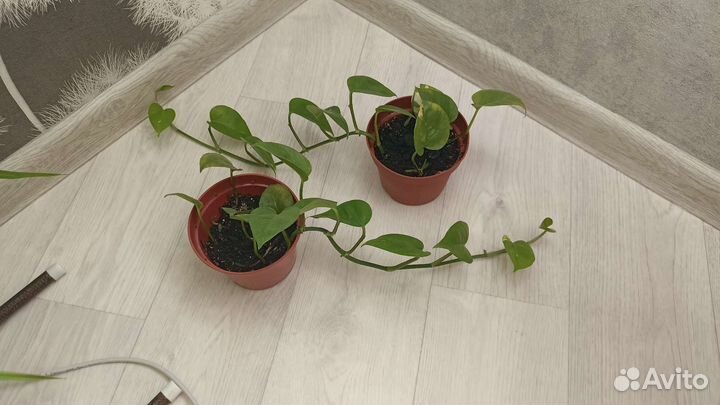 Сциндапсус