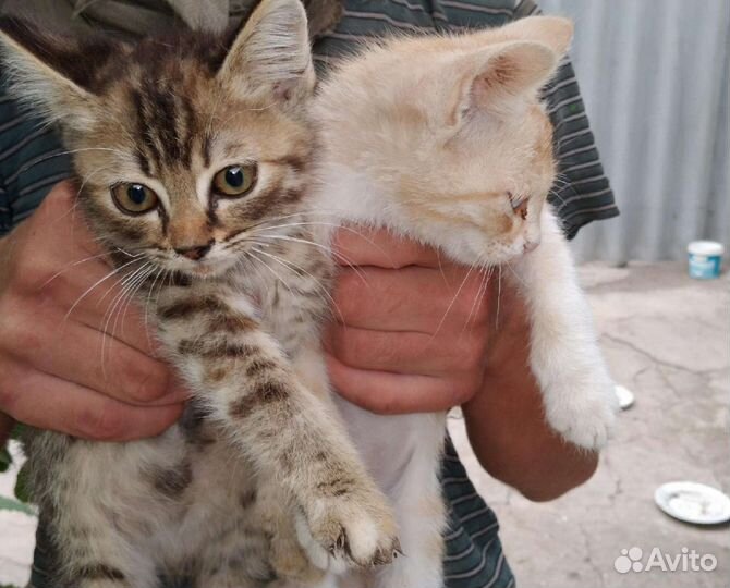 Кошка в дар бесплатно