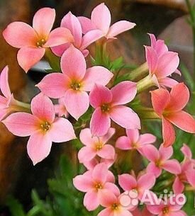 Разные укоренные отростки