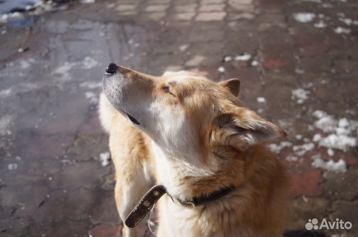 Собака Поля