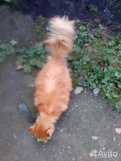 Отдам в добрые руки