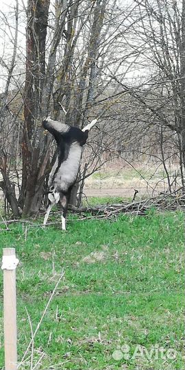 Козлики, козочки