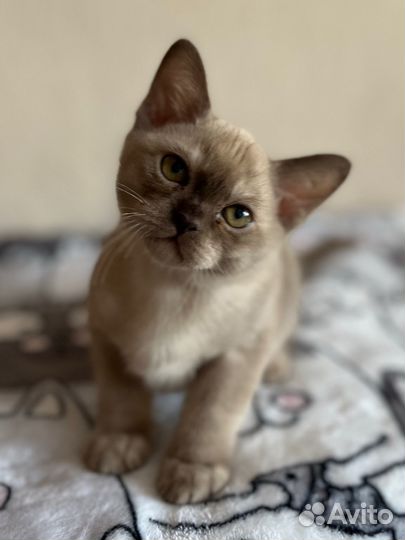 Бурманские котята бурма