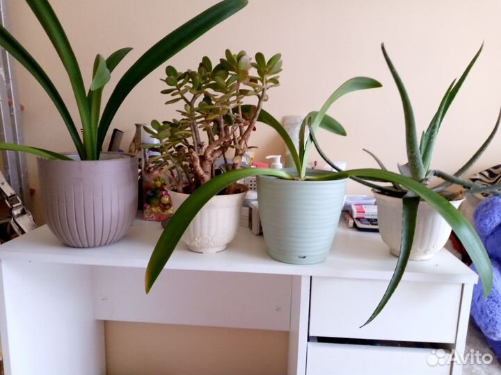 Продам цветы