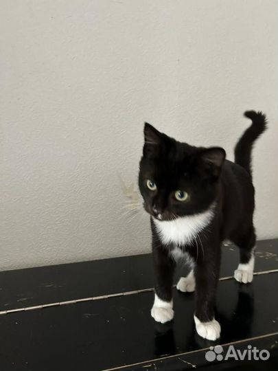 Котенок