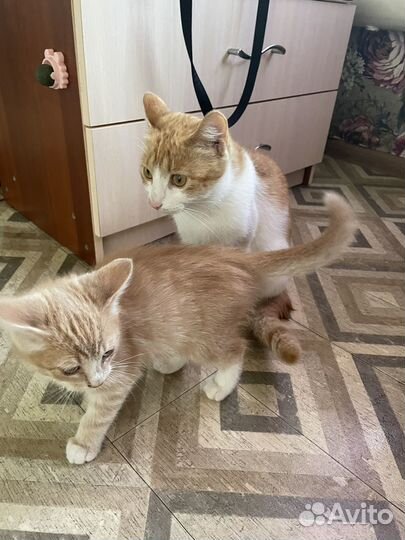 Котята в добрые руки приучены к лотку