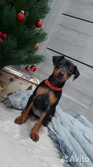 Щенки цвергпинчера с документами