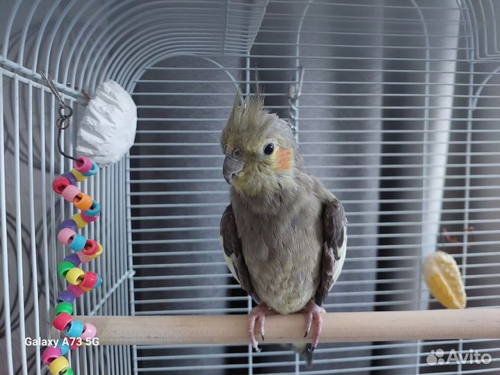 Попугай корелла