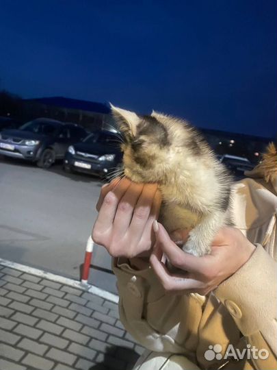 Котенок в добрые руки