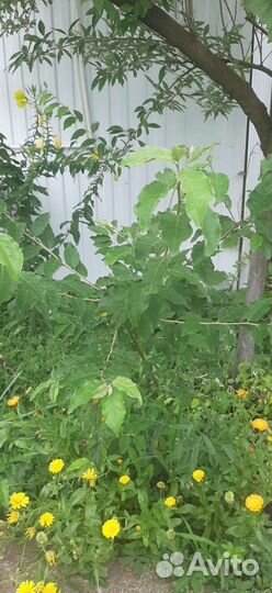 Шефедия (облепиха культурная)