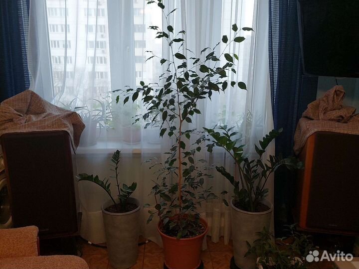 Берёзка домашняя