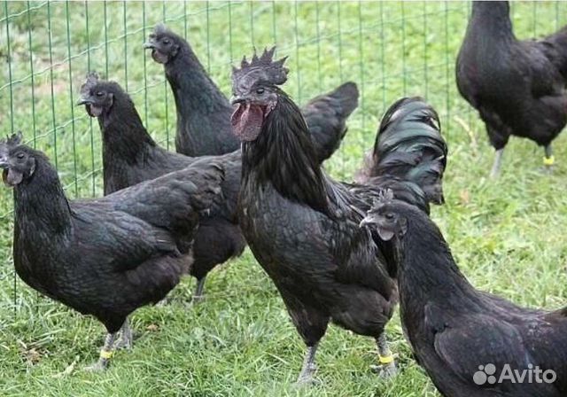 Инкубационное яйцо куриное