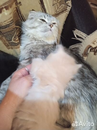 Котята вислоухие