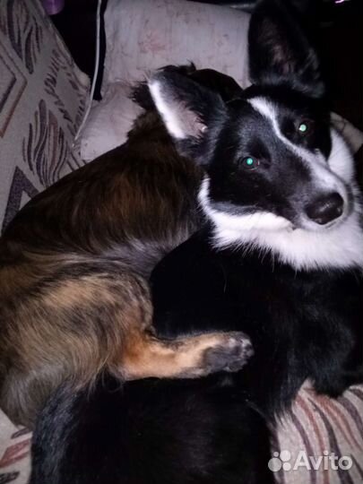 Бордер Колле