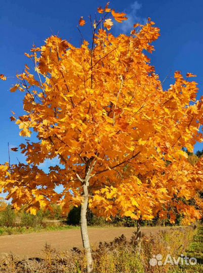 Саженцы ели, березы, клена и сосны